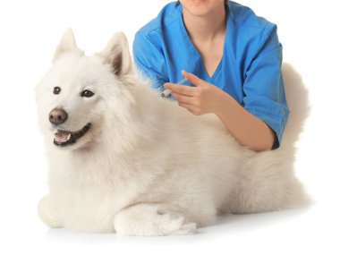 Veterinarian giving vaccination shot  to dog clipart