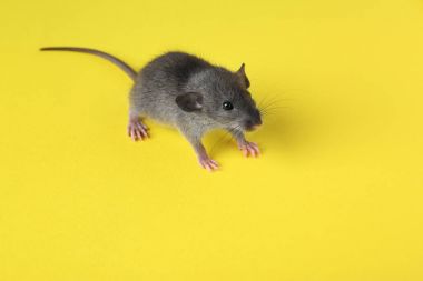 Cute little rat clipart