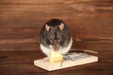 Cute rat and mousetrap clipart