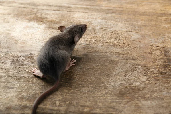 Cute little rat — Stock Photo, Image