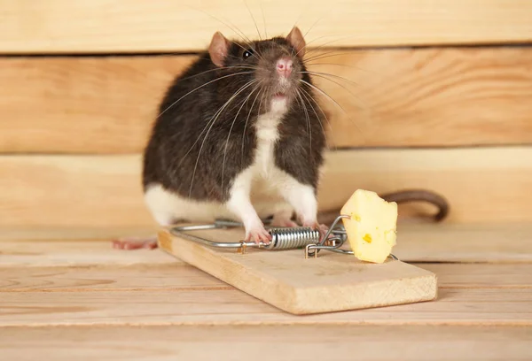 Carino ratto e trappola per topi — Foto Stock