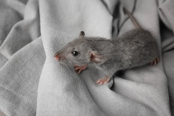 Ładny mały szczur — Zdjęcie stockowe