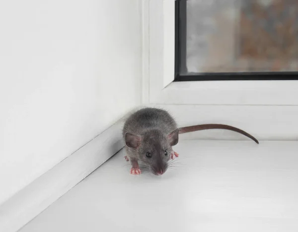 Niedliche kleine Ratte — Stockfoto