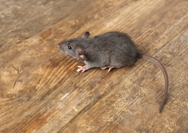 Schattige kleine rat — Stockfoto