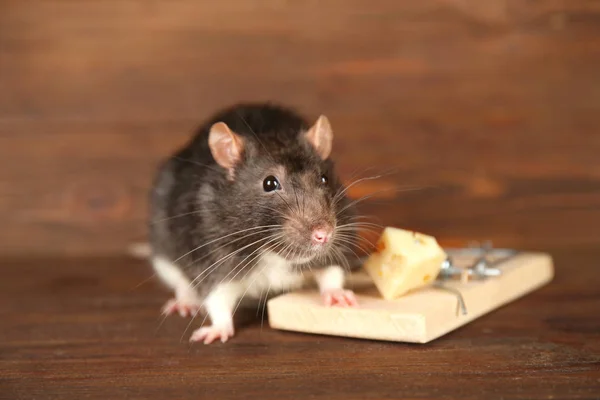 Linda rata y ratonera —  Fotos de Stock