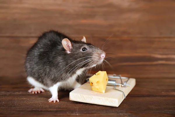 Cute rat and mousetrap — Stock Photo, Image