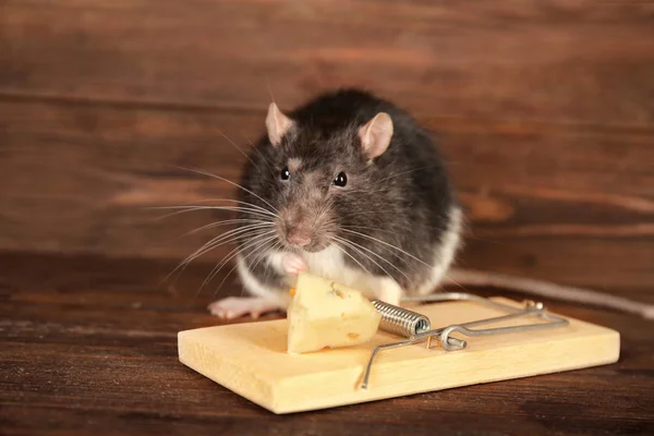 Cute rat and mousetrap — Stock Photo, Image