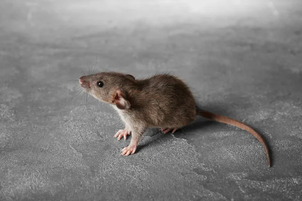 Mignon petit rat — Photo