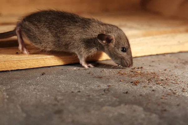 Niedliche kleine Ratte — Stockfoto