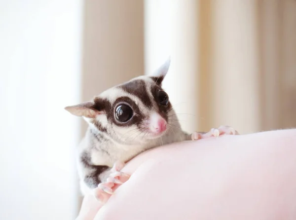 Human hand holding sugar glider — Stock Photo, Image