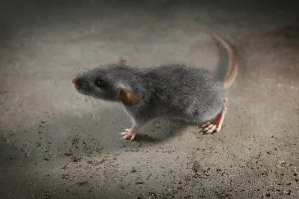 Sevimli fare — Stok fotoğraf