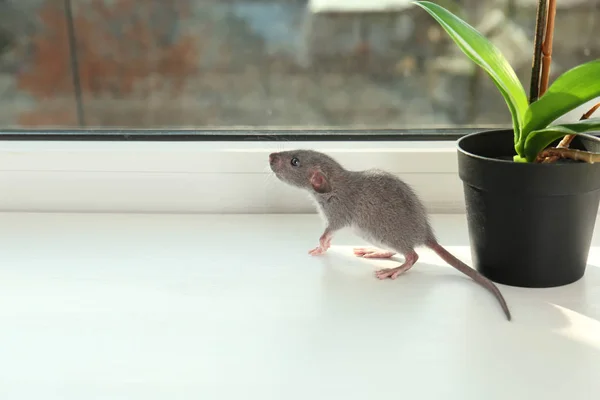 Симпатичная крыса — стоковое фото