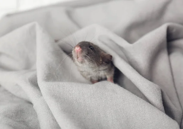Söta lilla råtta — Stockfoto