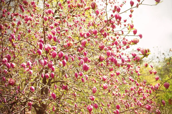 Ramas con hermosos brotes de magnolia — Foto de Stock