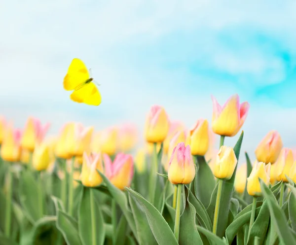 Butterflies flying over field of tulips — Stock Photo, Image