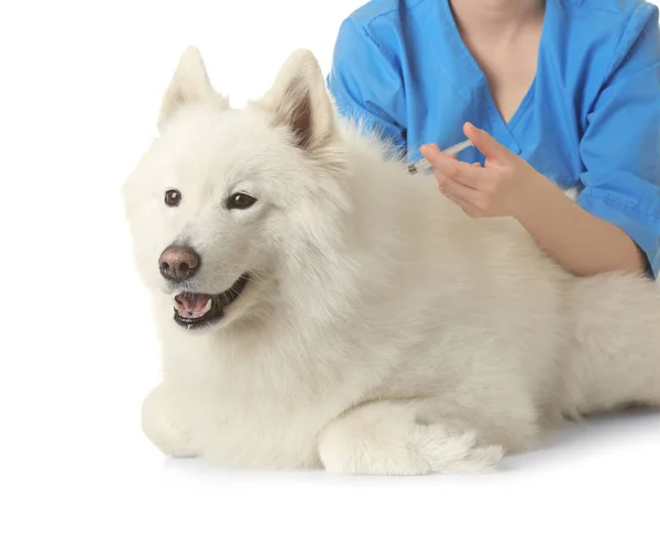 Dierenarts vaccinatie schot aan de hond geven — Stockfoto