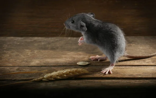 Niedliche kleine Ratte — Stockfoto