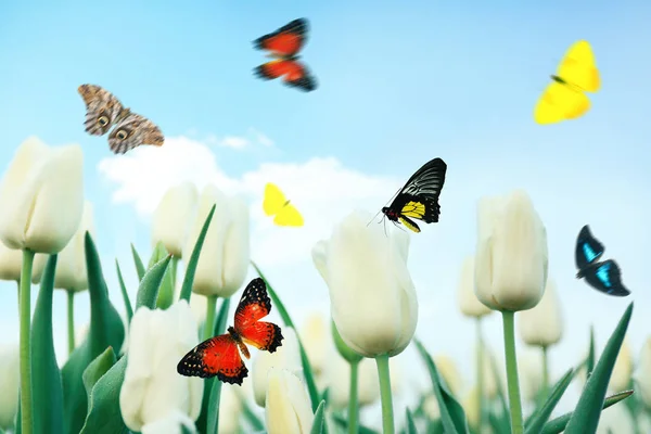 Mariposas volando sobre el campo de tulipanes — Foto de Stock