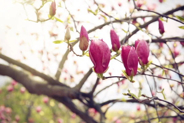 Gałęzie z pięknym magnolia drzewa pąki — Zdjęcie stockowe