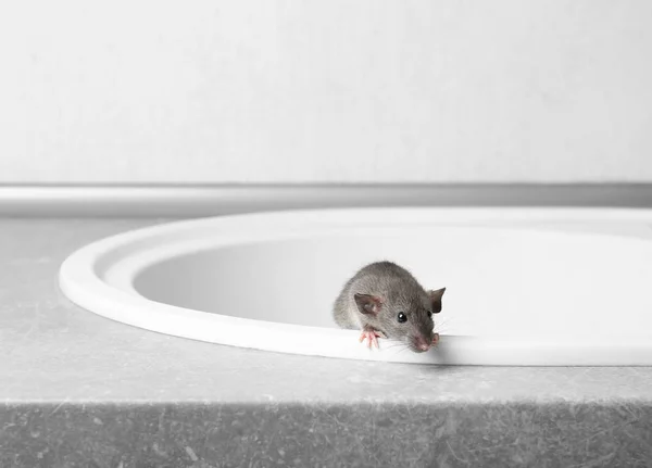 Niedliche kleine Ratte — Stockfoto