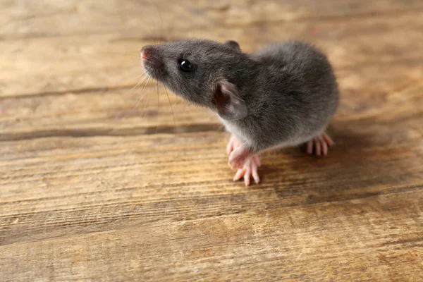 Симпатичная крыса — стоковое фото