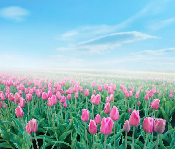 Feld der schönen Tulpen — Stockfoto