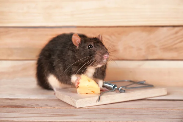 Schattig rat en muizenval — Stockfoto