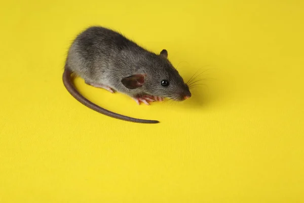 Милий маленький щур — стокове фото