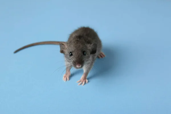 Cute little rat — Stock Photo, Image