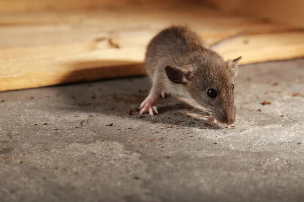 Schattige kleine rat — Stockfoto