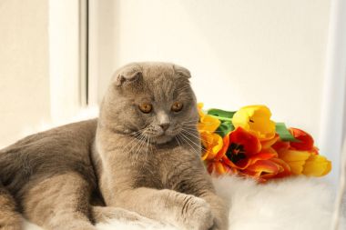 Çiçekli sevimli kedi  