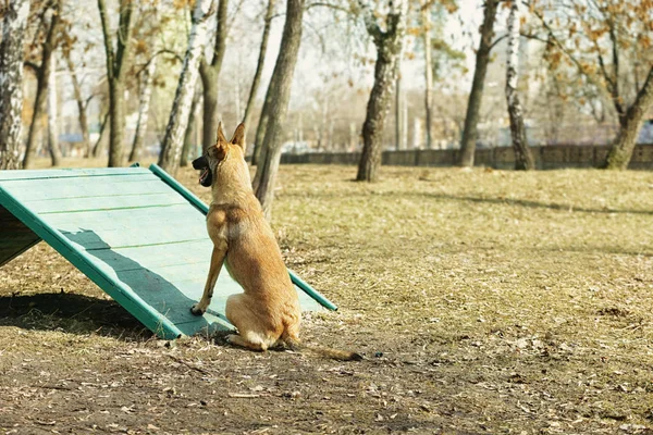 Utbildning av arbetande hund utomhus — Stockfoto