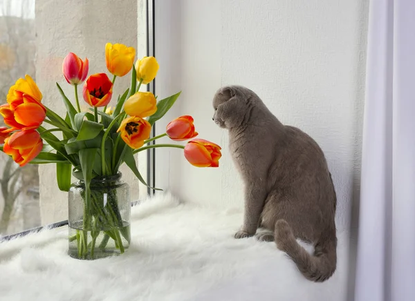 Aranyos macska, virágok — Stock Fotó