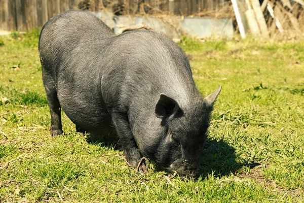 Милая свинья на ферме — стоковое фото