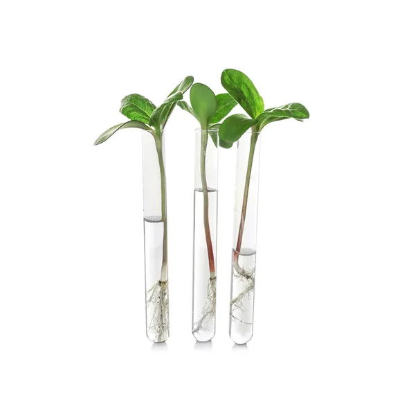 Plantas em tubo de ensaio — Fotografia de Stock