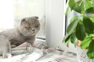 Şirin kedi pencere pervazına evde istirahat