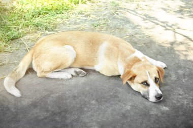 Sevimli köpek yalan 