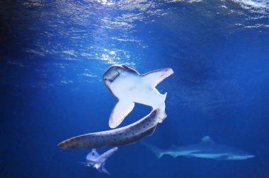 Kedi köpek balığı akvaryum