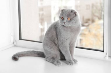 Pencere pervazına evde istirahat şirin meraklı kedi