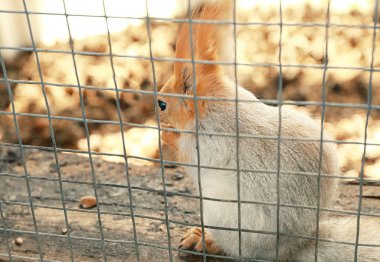 Sevimli sincap kafes 