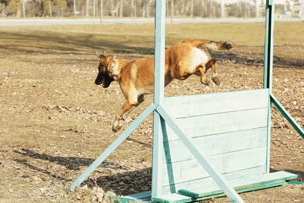 Training of working dog outdoors — Stock Photo, Image