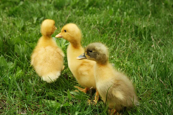 Üzerinde yeşil çimen, portre sevimli ördek yavrusu — Stok fotoğraf