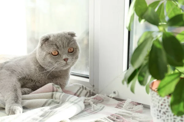 Şirin kedi pencere pervazına evde istirahat — Stok fotoğraf