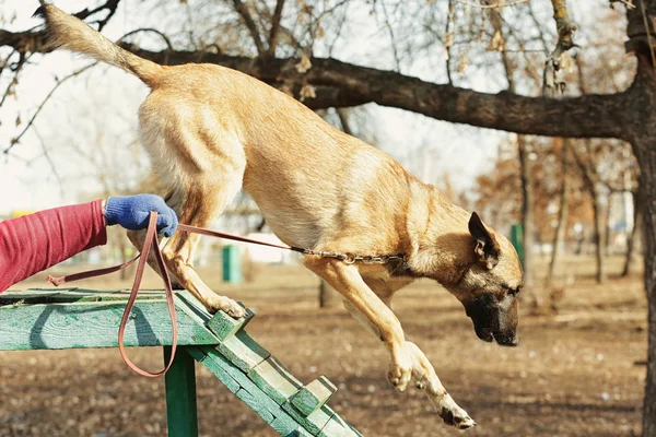 Školení pracovního psa venku — Stock fotografie