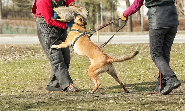 Školení pracovního psa venku — Stock fotografie