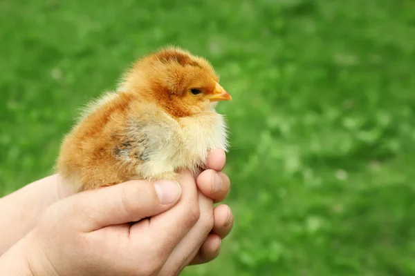 Женщина держит маленького цыпленка — стоковое фото