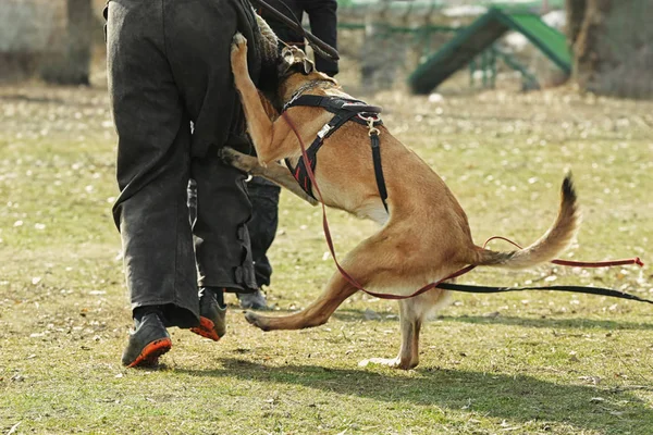 Training of working dog outdoors — Stock Photo, Image