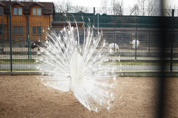 Beautiful peacock in zoo — Stock Photo, Image