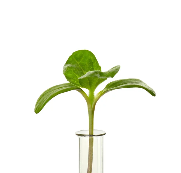 Roślin w probówce na białym tle — Zdjęcie stockowe
