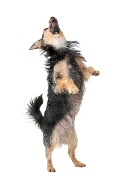 작고 귀여운 개 — 스톡 사진